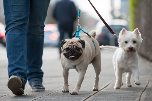 Köpeğimi Neden Eğitmeliyim?
