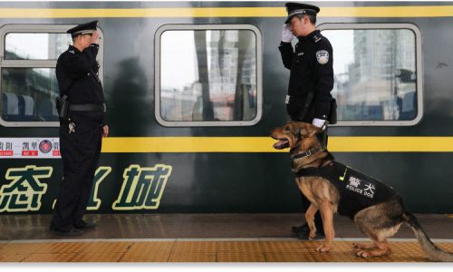 Köpek Eğitim Fiyatları