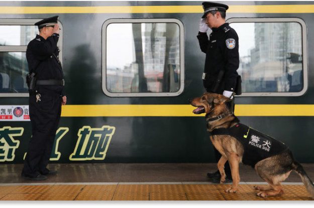 Köpek Eğitim Fiyatları