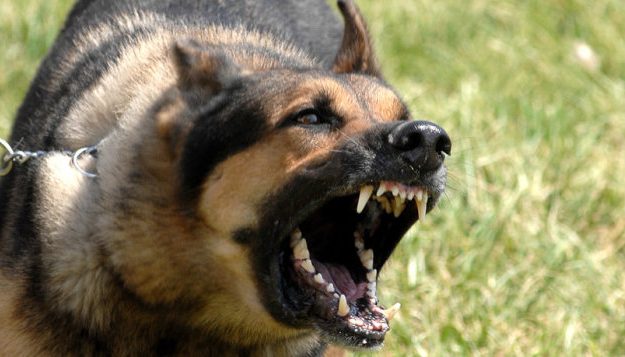 Köpek Havlamasına Çözüm – Köpeğinizin Havlamasını Durdurmanın Hızlı Bir Yolu