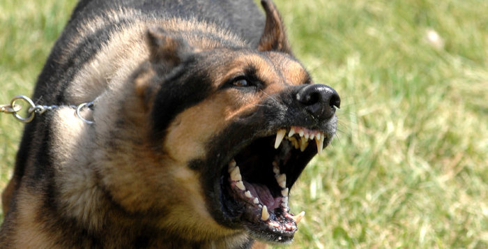 Köpeğim çok havlıyor